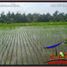  Land for sale in Ubud, Gianyar, Ubud