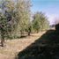  Land for sale in Maipu, Mendoza, Maipu