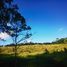  Land for sale in Calotmul, Yucatan, Calotmul