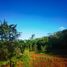  Land for sale in Calotmul, Yucatan, Calotmul