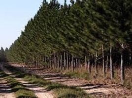  Land for sale in Maule, Cauquenes, Cauquenes, Maule