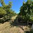  Land for sale in Chile, Maule, Talca, Maule, Chile