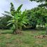  Land for sale in Isla, Veracruz, Isla