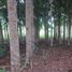  Land for sale in Cebu Central Visayas, Borbon