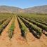 Terreno (Parcela) en venta en Maipo, Santiago, Buin, Maipo