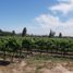  Terreno (Parcela) en venta en Maipo, Santiago, Buin, Maipo