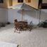 Maison 3 chambre à louer à Cozumel, Quintana Roo, Cozumel