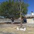  Land for sale in Yautepec, Morelos, Yautepec