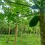  Terrain for sale in Tegallalang, Gianyar, Tegallalang