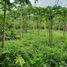  Terrain for sale in Tegallalang, Gianyar, Tegallalang