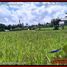  Land for sale in Tegallalang, Gianyar, Tegallalang