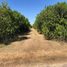  Land for sale in San Carlos Tamaulipas, San Carlos