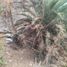  Grundstück zu verkaufen in Ixtlahuacan Del Rio, Jalisco, Ixtlahuacan Del Rio