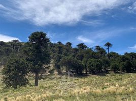  Grundstück zu verkaufen in Malleco, Araucania, Lonquimay, Malleco