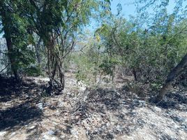 Grundstück zu verkaufen in Conkal, Yucatan, Conkal