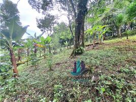  Land for sale in Chiriqui, Jaramillo, Boquete, Chiriqui