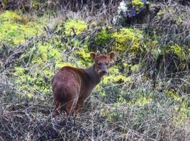  Land for sale in Ancud, Chiloe, Ancud