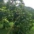 4 Schlafzimmer Villa zu verkaufen in Natagaima, Tolima, Natagaima