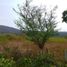  Land for sale in La Trinitaria, Chiapas, La Trinitaria