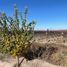  Terreno (Parcela) en venta en San Rafael, Mendoza, San Rafael