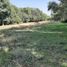  Terreno (Parcela) en venta en San Miguel Xoxtla, Puebla, San Miguel Xoxtla
