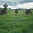  Land for sale in Miguel Aleman, Tamaulipas, Miguel Aleman