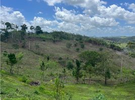 4 Schlafzimmer Villa zu verkaufen in Capira, Panama Oeste, Ciri Grande