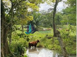 1 Schlafzimmer Villa zu verkaufen in Bugaba, Chiriqui, La Estrella, Bugaba