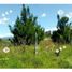  Land for sale in Totoro, Cauca, Totoro