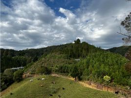 Terrain à vendre à La Ceja, Antioquia, La Ceja, Antioquia