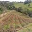  Terreno (Parcela) en venta en El Carmen De Viboral, Antioquia, El Carmen De Viboral