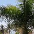 Condominium 1 chambre à vendre à Cozumel, Quintana Roo, Cozumel