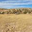  Land for sale in General Trias, Chihuahua, General Trias