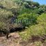  Terreno (Parcela) en venta en Oaxaca, Dist Pochutla, Oaxaca