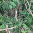  Terreno (Parcela) en venta en Chemax, Yucatán, Chemax