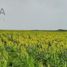  Land for sale in Gonzalez Tamaulipas, Gonzalez