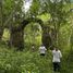  Land for sale in Tinum, Yucatan, Tinum