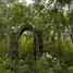  Land for sale in Tinum, Yucatan, Tinum