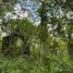  Land for sale in Tinum, Yucatan, Tinum