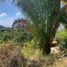  Terreno (Parcela) en venta en Oaxaca, Dist Pochutla, Oaxaca