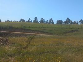  Land for sale in Navidad, Cardenal Caro, Navidad