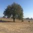  Land for sale in Nopalucan, Puebla, Nopalucan