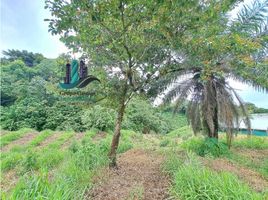  Land for sale in Cascada Macho de Monte, Paraiso, Guayabal