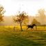  Land for sale in Mayapan, Yucatan, Mayapan