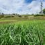  Land for sale in Santander, Floridablanca, Santander