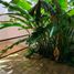 2 Bedroom Condo for rent in Merida, Yucatan, Merida, Yucatan
