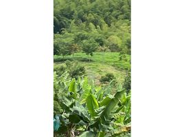 Terrain à vendre à Pereira, Risaralda, Pereira, Risaralda