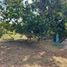  Land for sale in Gomez, Chiriqui, Gomez, Bugaba