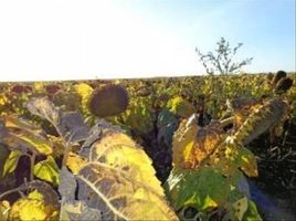  Terreno (Parcela) en alquiler en La Pampa, Realico, La Pampa