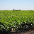  Land for sale in Puan, Buenos Aires, Puan